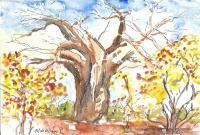 Arboreal Landscape - Baobab Tree Of Africa - Water Colour